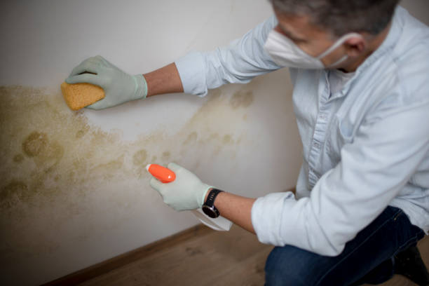 Best Commercial Mold Removal  in Rheems, PA