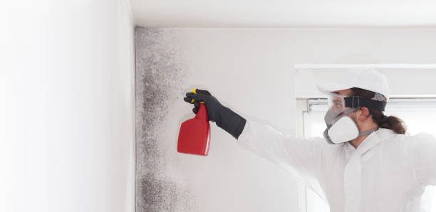 Best Affordable Mold Removal  in Rheems, PA
