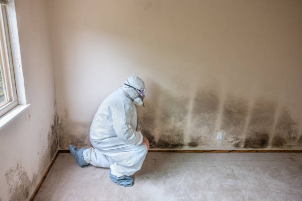 Best Certified Mold Removal  in Rheems, PA