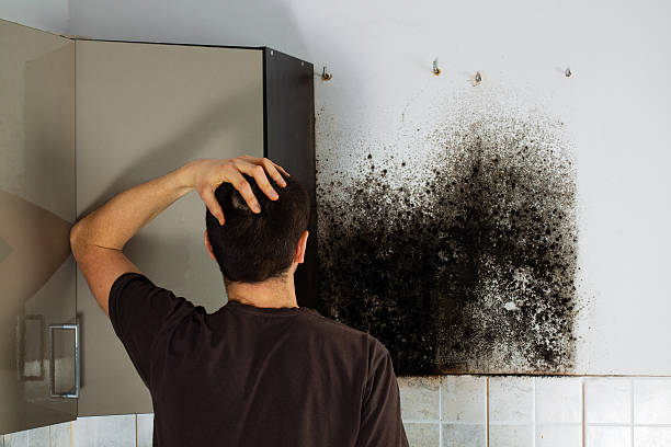 Best Professional Mold Removal  in Rheems, PA