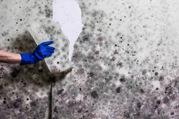 Best Mold Damage Repair  in Rheems, PA