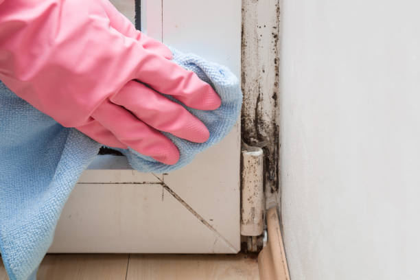 Mold Removal Process in Rheems, PA